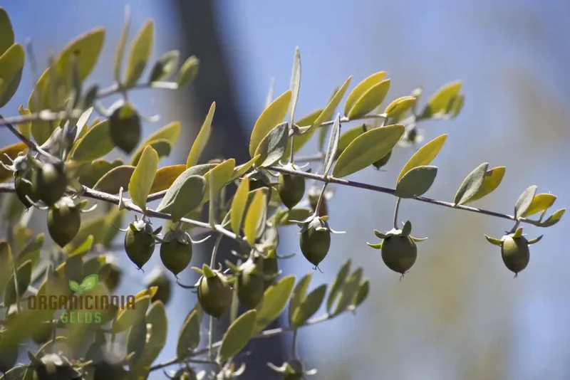 Simmondsia Chinensis Seeds - Fruit Planting