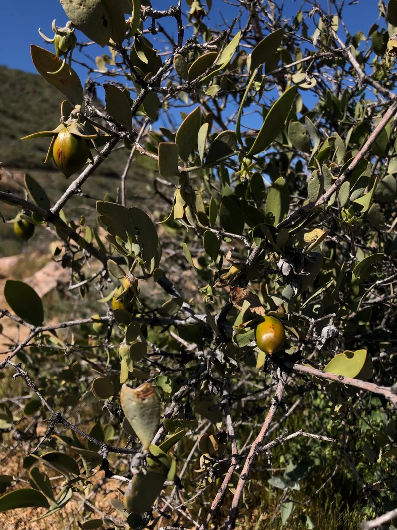 Simmondsia Chinensis Seeds - Fruit Planting