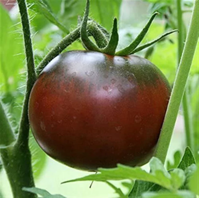 Tomato Memorabilia Seeds - Organic Perennials