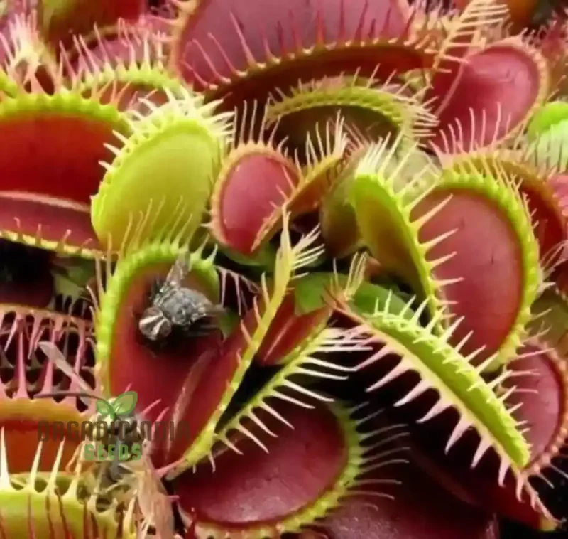 Jpigxy Giant Venus Flytrap Seeds - Muscipula Variety (100 pcs)