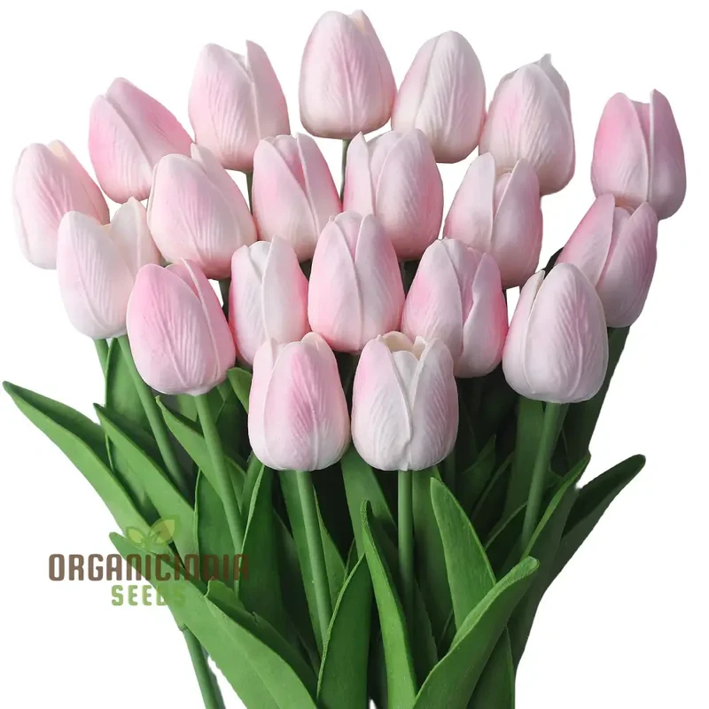 Perennial Tulip Flower Seeds for Outdoor Planting