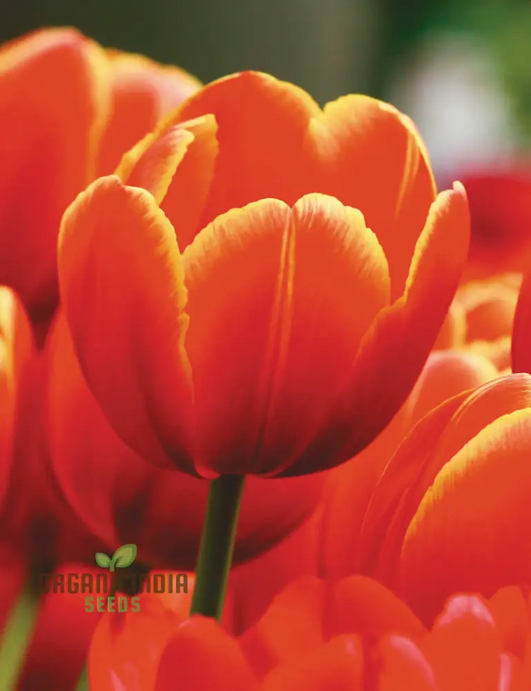 Perennial Tulip Flower Seeds for Outdoor Planting
