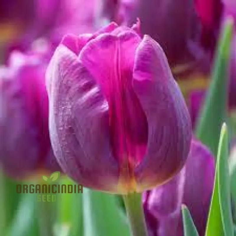 Perennial Tulip Flower Seeds for Outdoor Planting