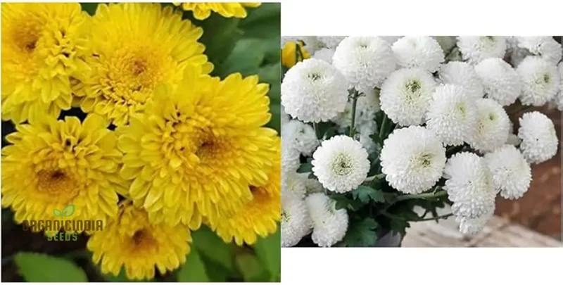 Chrysanthemum Ornamental Flower Seeds for Planting - 100 pcs