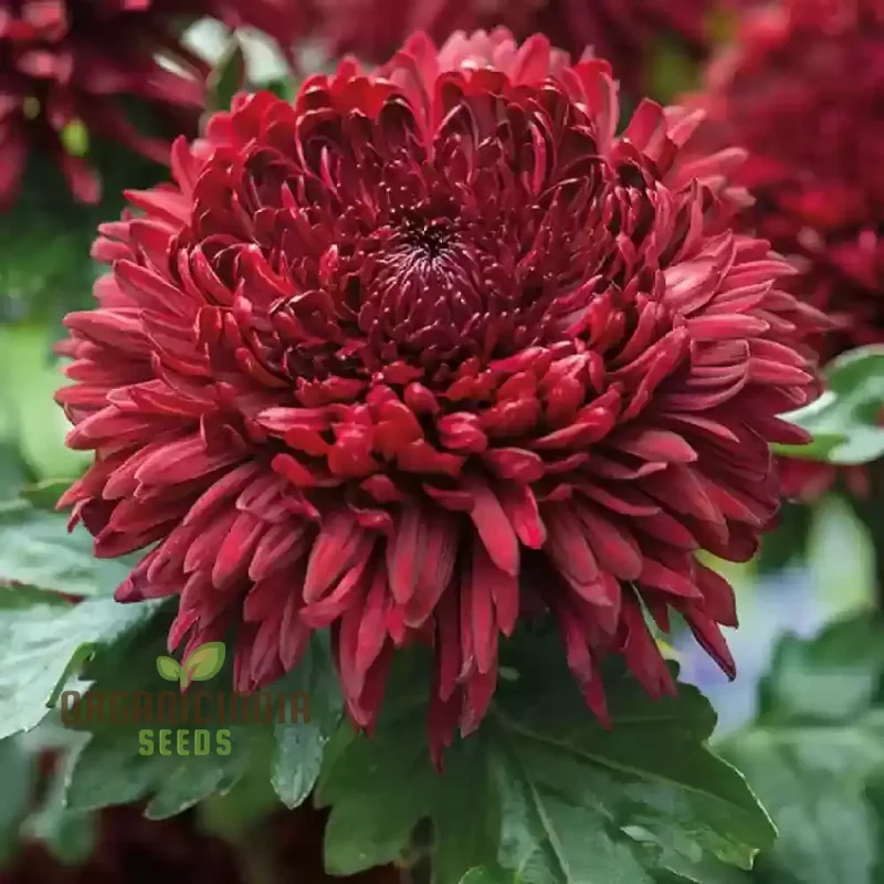 Chrysanthemum Ornamental Flower Seeds for Planting - 100 pcs