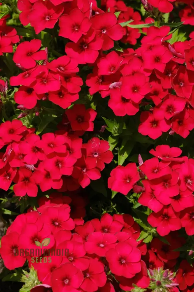 Phlox Bonsai Exotic Multi-Colour Flower Seeds - 100 pcs