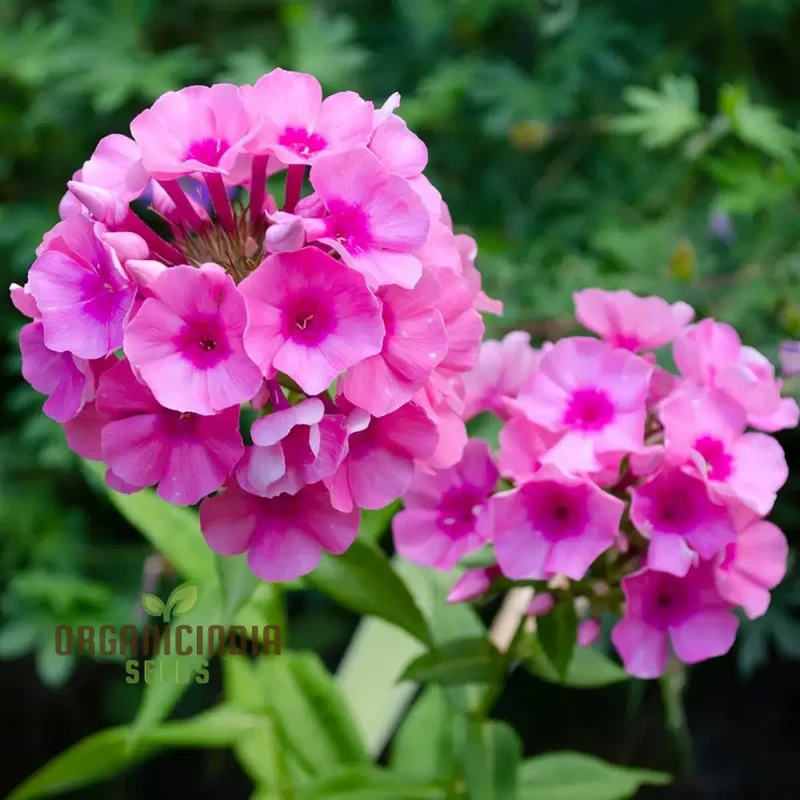 Phlox Bonsai Exotic Multi-Colour Flower Seeds - 100 pcs