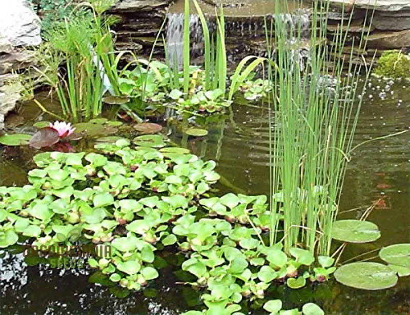 Anacharis Elodea Live Plants - 100 pcs for Aquarium & Pond