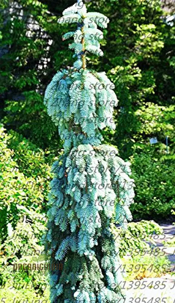Blue Red Abete Rosso Picea Tree Seeds for Planting - 100 pcs