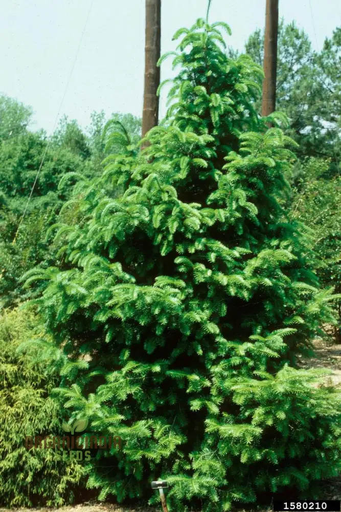 Blue Red Abete Rosso Picea Tree Seeds for Planting - 100 pcs
