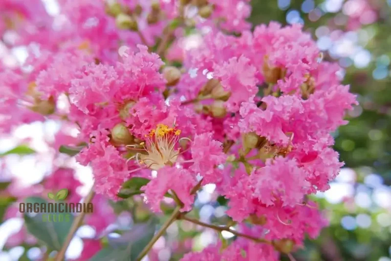 Red Flowering Bonsai Seeds in Crack Vase (100 pcs)