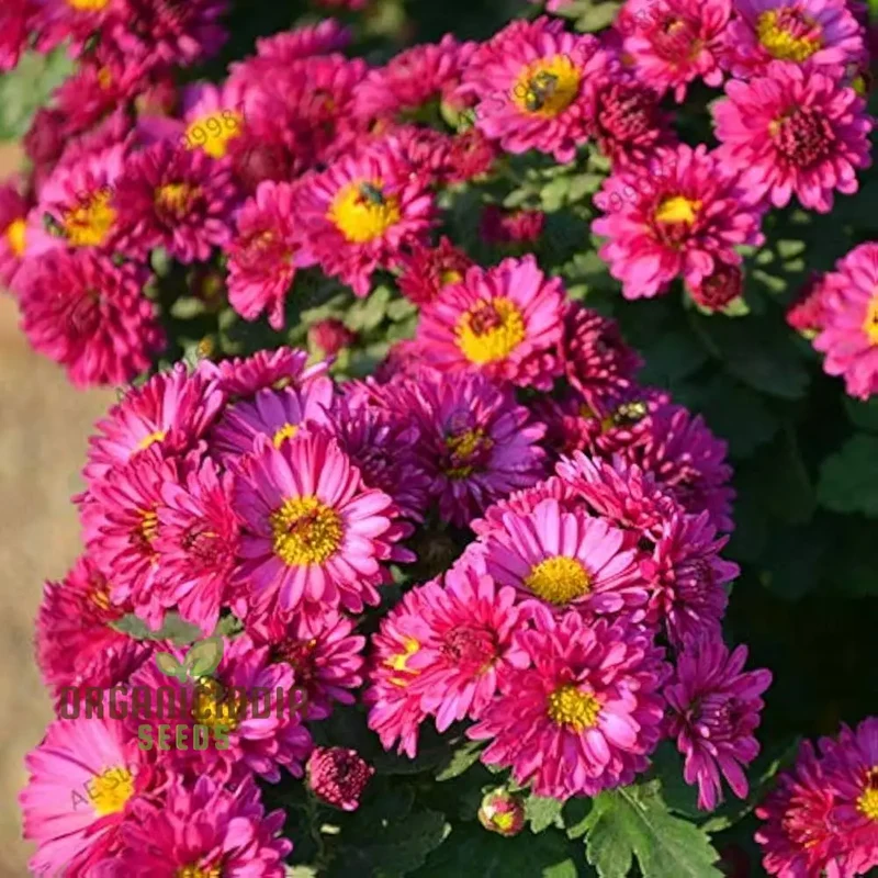 Margherita Bella Chrysanthemum Seeds - 100 pcs