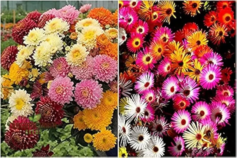 Margherita Bella Chrysanthemum Seeds - 100 pcs