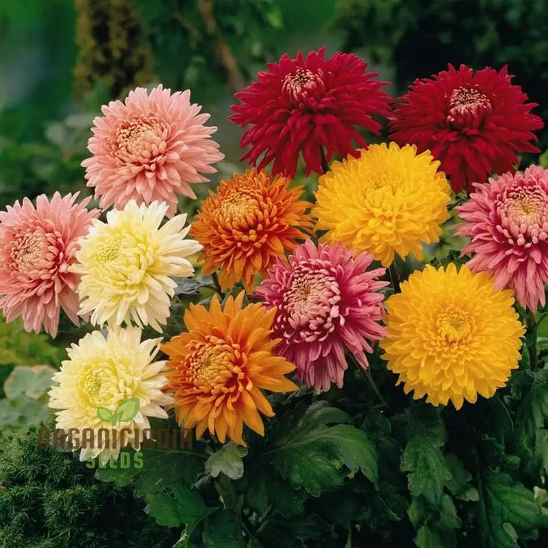 Margherita Bella Chrysanthemum Seeds - 100 pcs