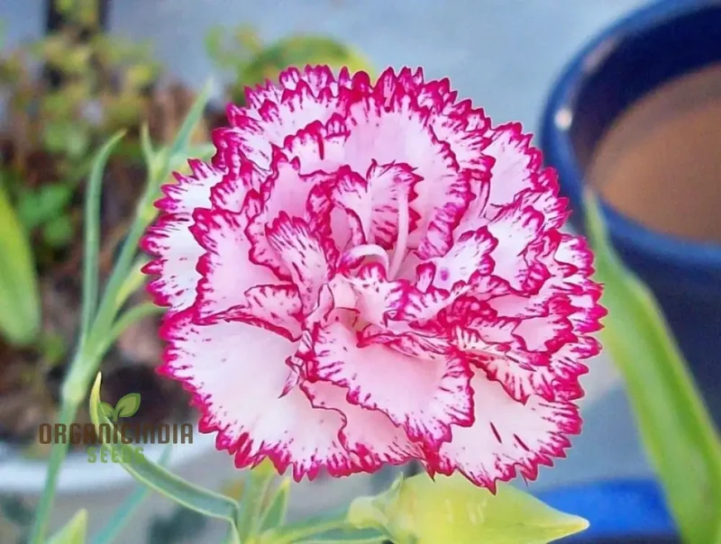 Carnation Seeds – Dianthus Caryophyllus (100 pcs)