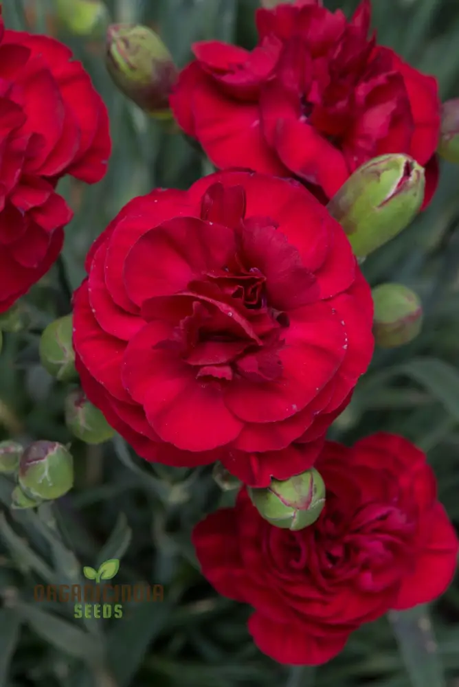 Carnation Seeds – Dianthus Caryophyllus (100 pcs)