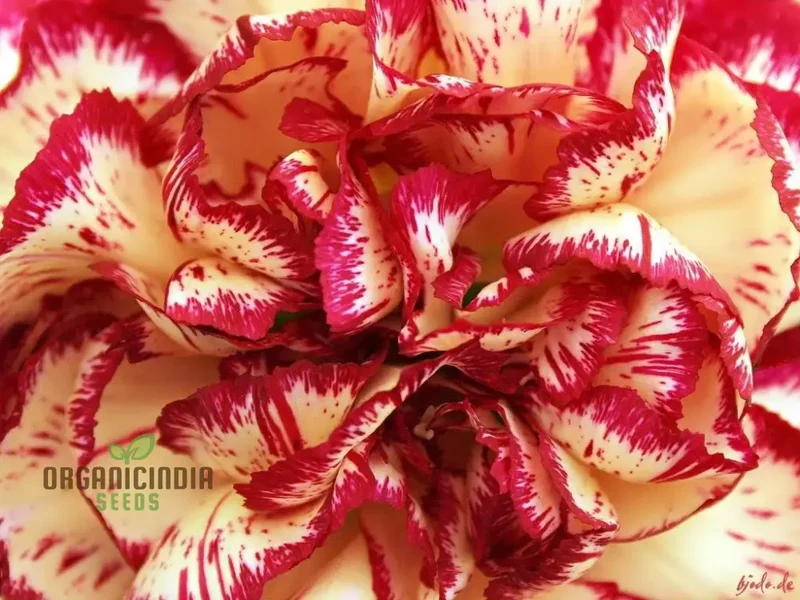 Carnation Seeds – Dianthus Caryophyllus (100 pcs)
