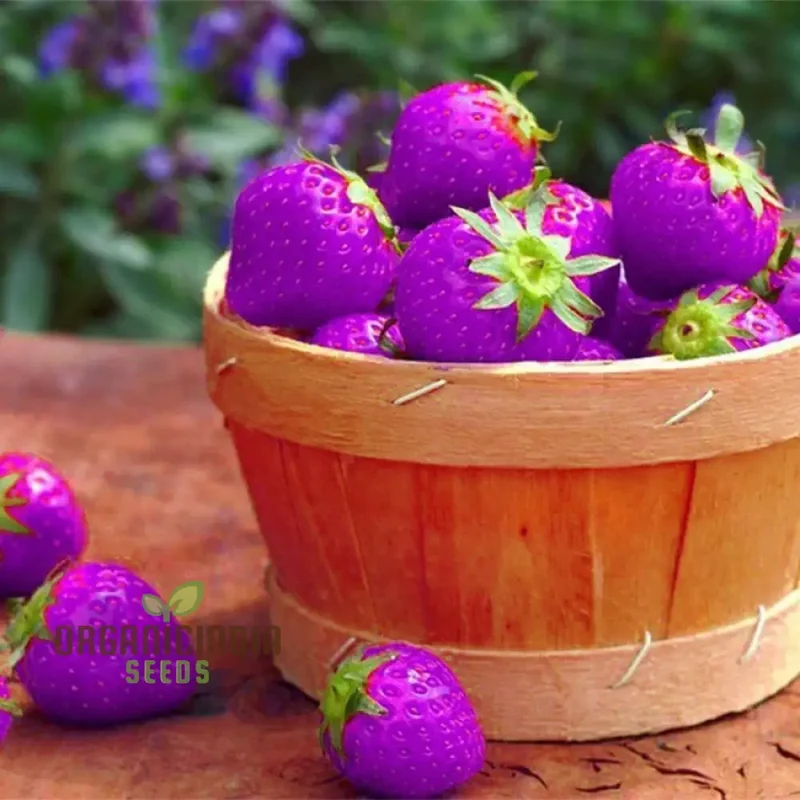 Giant Strawberry Seeds for Delicious Planting