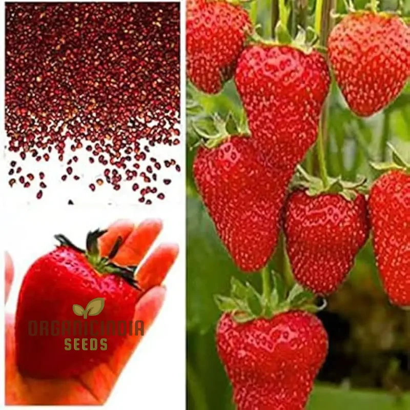 Giant Strawberry Seeds for Delicious Planting