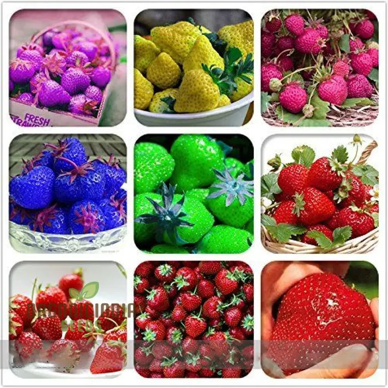 Giant Strawberry Seeds for Delicious Planting