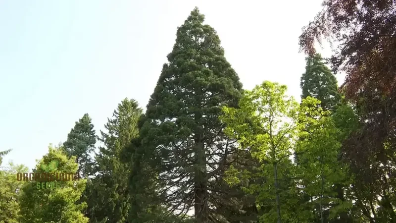 Giant Sequoia Tree Seeds â€“ 3 Seeds