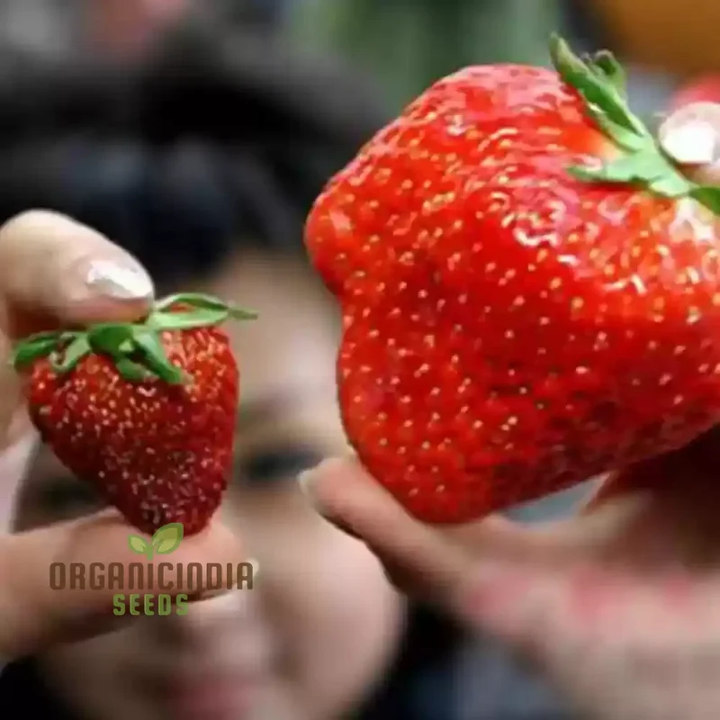 Giant Strawberry Seeds for Planting,Super Red Fragola