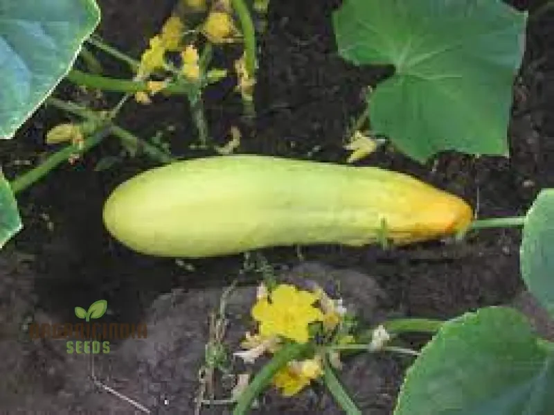Cucumber Bush Seeds for Patio Vegetable Planting (100 pcs)