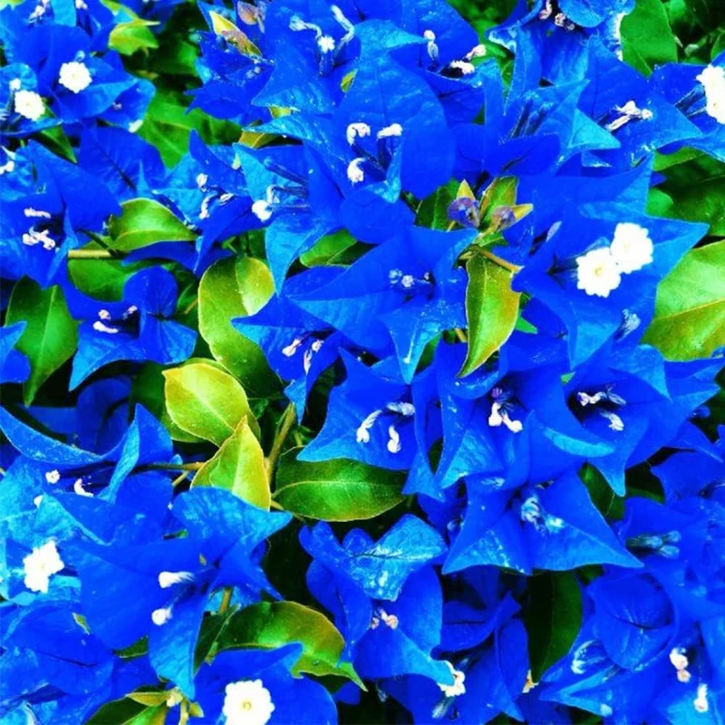 Bougainvillea Spectabilis Flower Seeds for Planting