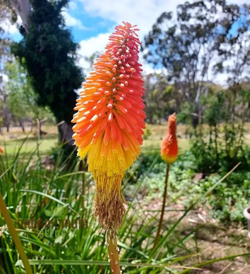 Red Hot Poker Uvaria Mix Flower Seeds for Planting 100 Pcs