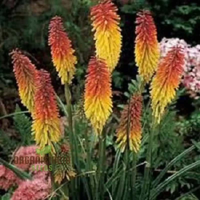 Red Hot Poker Uvaria Mix Flower Seeds for Planting 100 Pcs