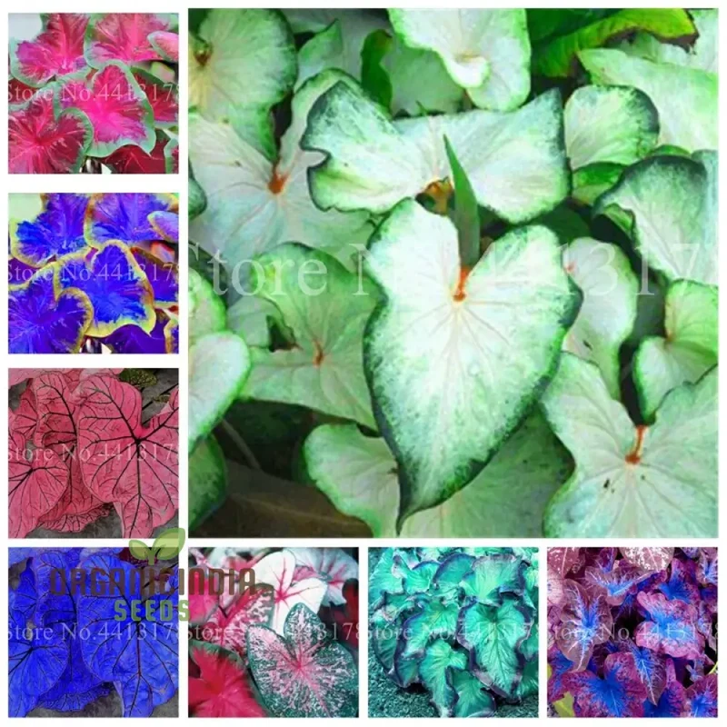 Caladium Rainbow Mix Seeds – Colorful Shade Foliage for Gardens & Containers