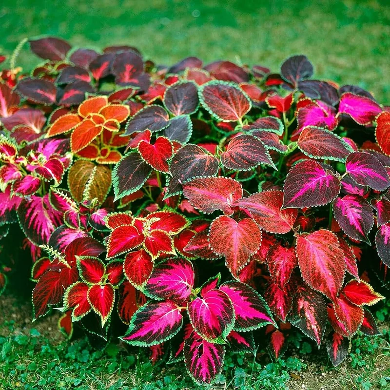 Caladium Rainbow Mix Seeds – Colorful Shade Foliage for Gardens & Containers