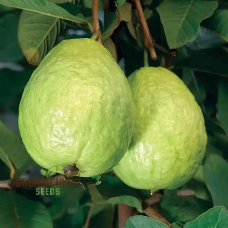 Guava Semi Tasty Dolce Seeds for Planting - Sweet Fruit (100 pcs)