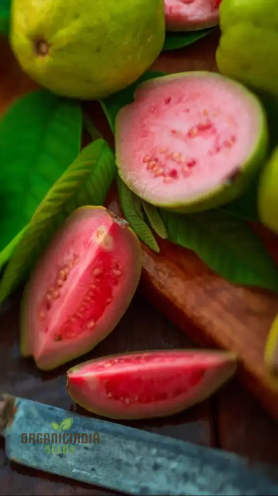 Guava Semi Tasty Dolce Seeds for Planting - Sweet Fruit (100 pcs)
