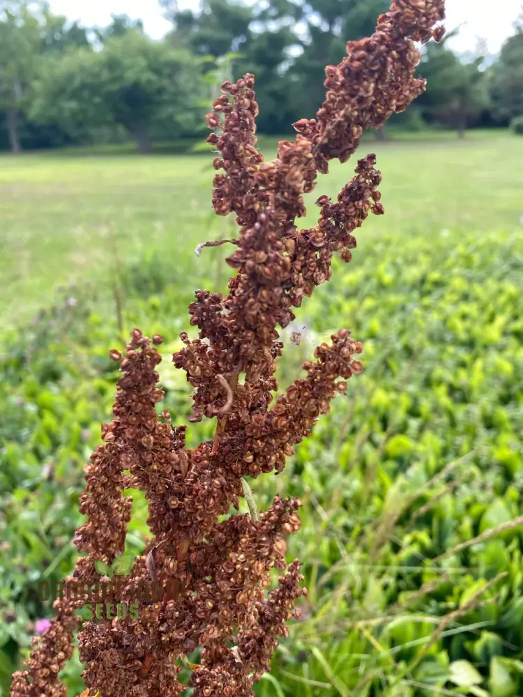 Biological Crispus 50 Rumex Seeds for Planting - 100 Pcs