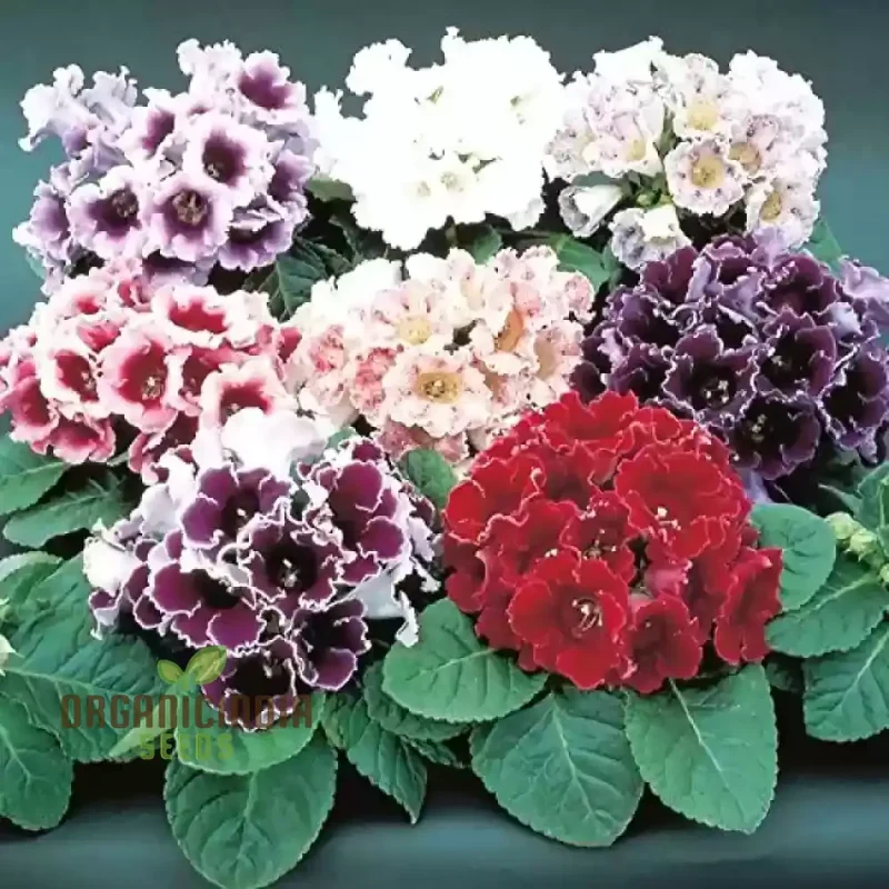 Gloxinia Seeds (Semi Gloxinia Impricer Mix Seeds) - Vibrant Mixed Bloom Colors for Planting