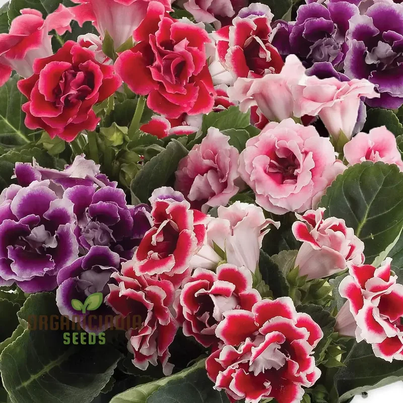 Gloxinia Seeds (Semi Gloxinia Impricer Mix Seeds) - Vibrant Mixed Bloom Colors for Planting