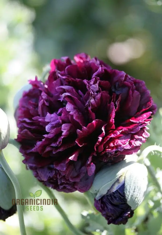 Peony Heirloom Seeds - Robusta Sorbetto Black (100 pcs)