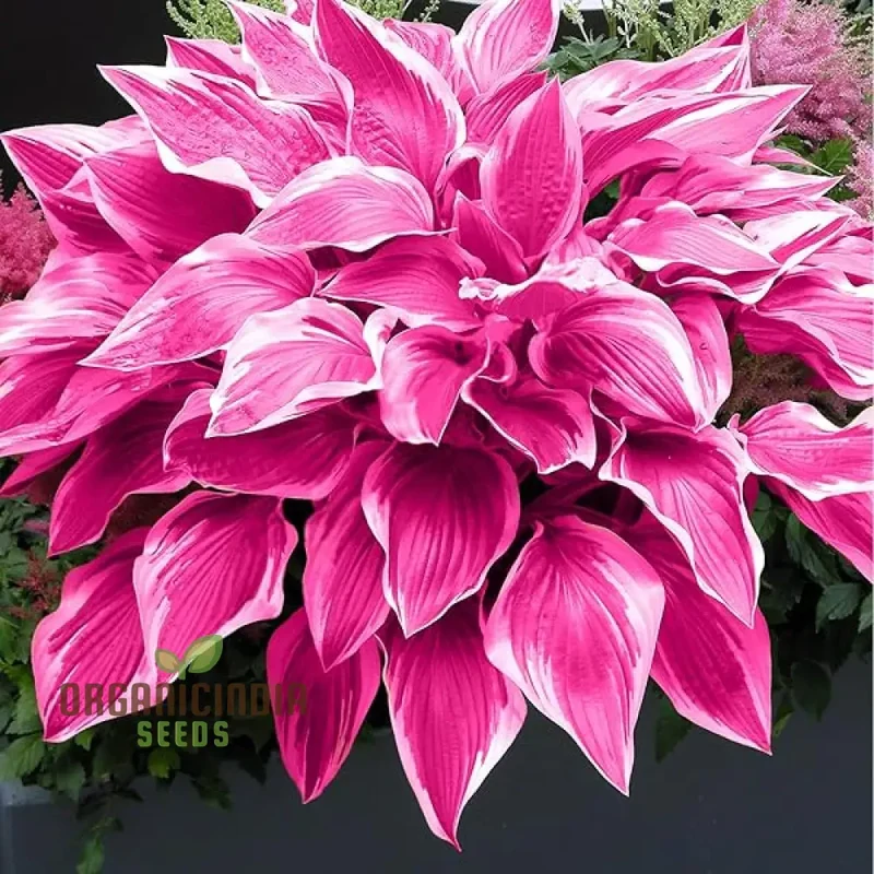 Hosta Seed Bonsai Plant Rare Blooming Seeds