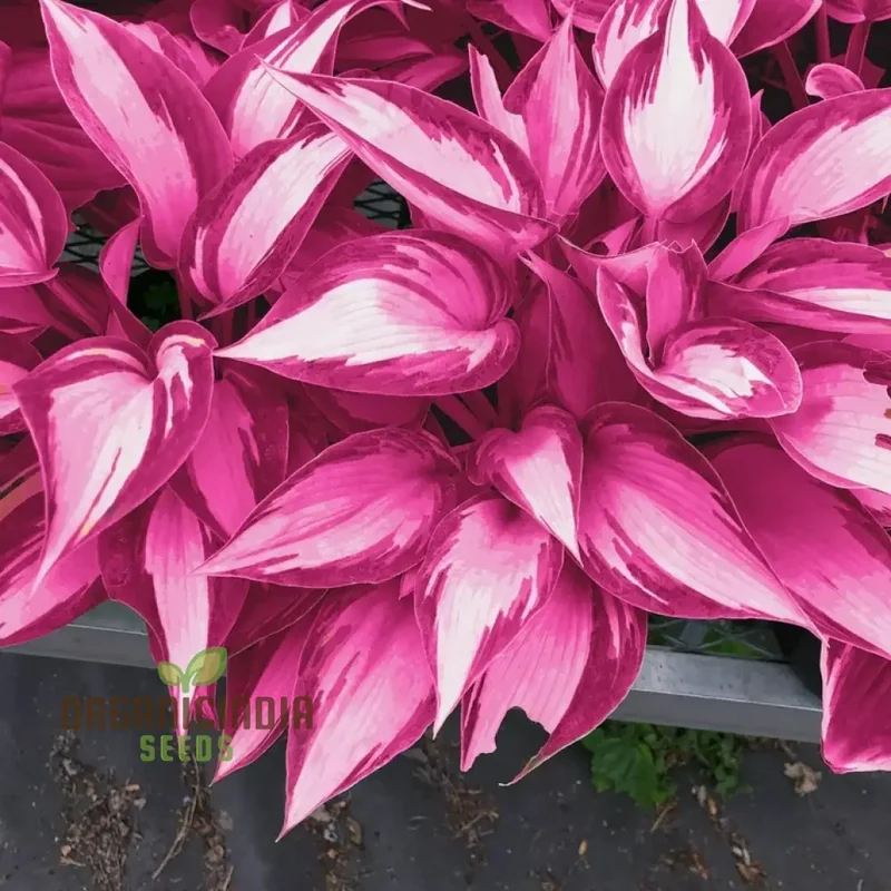 Hosta Seed Bonsai Plant Rare Blooming Seeds