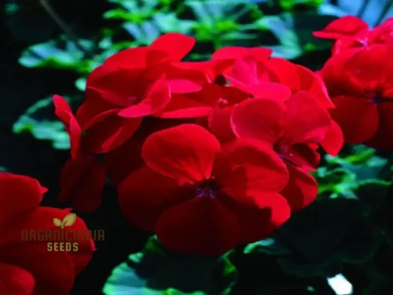 Semi Geranium Saturn Stars Flower Seeds for Planting 100 pcs