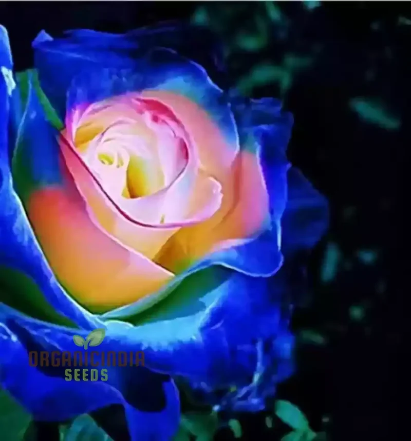 Rare Blue Pink Rose Seeds for Planting - Balcony Garden (100 pcs)