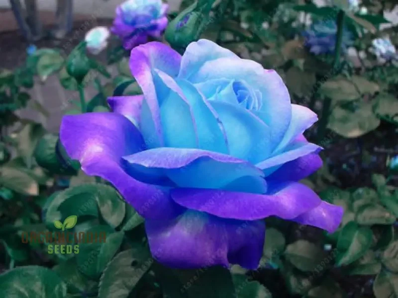 Rare Blue Pink Rose Seeds for Planting - Balcony Garden (100 pcs)