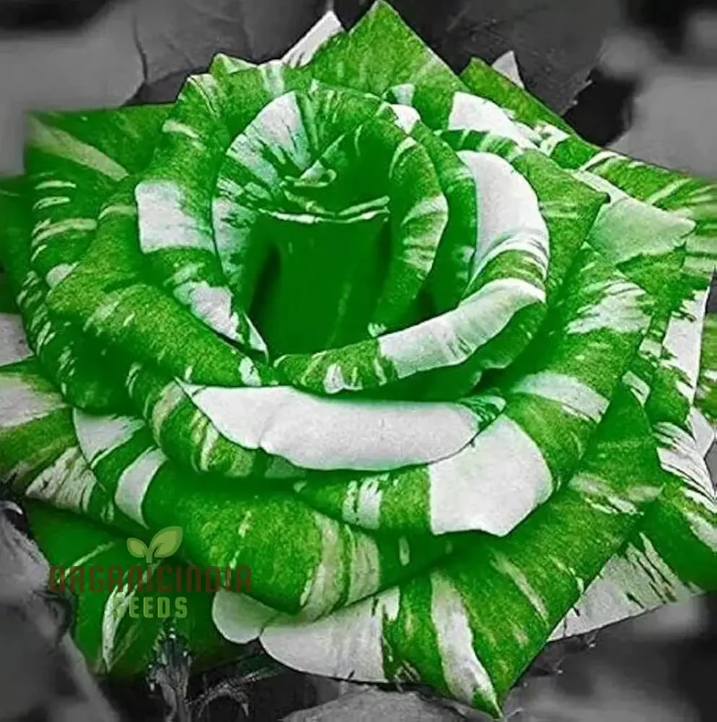 Green and White Flower Seeds for Planting - Gardening Mix (100 pcs)
