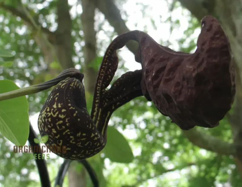 Aristolochia galeata Nova Odessa Flower Seeds for Planting