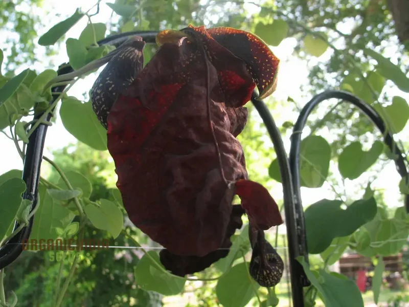Aristolochia galeata Nova Odessa Flower Seeds for Planting