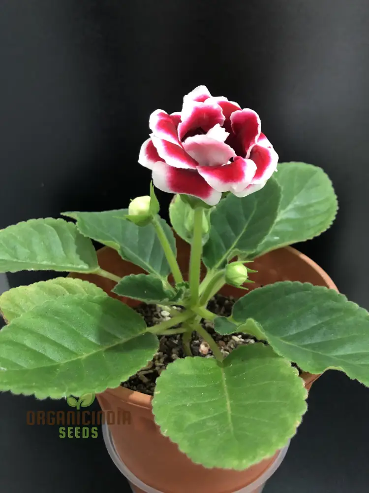 Gloxinia Seeds (Gloxinia Flower Seeds) - Splendid Indoor Blooming Plant