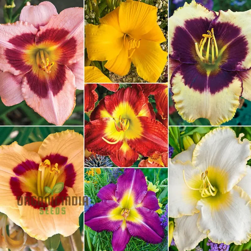 Daylily Seeds (Tawny Daylily Seeds) - Rare Hybrid Miniature Blooms for Gardens