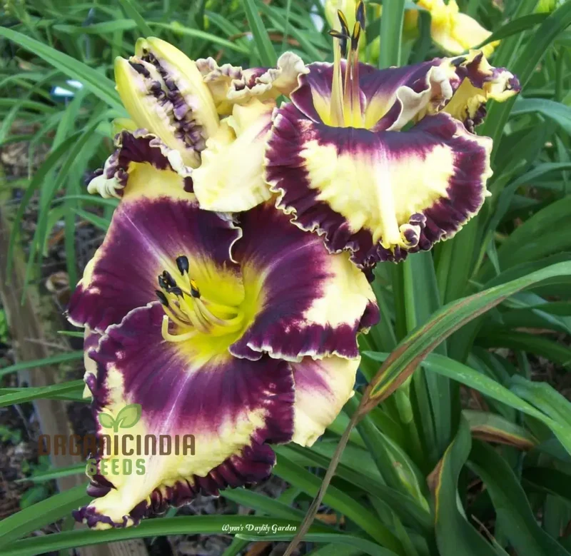 Daylily Seeds (Tawny Daylily Seeds) - Rare Hybrid Miniature Blooms for Gardens