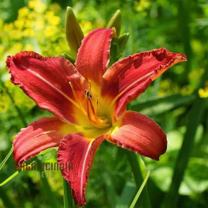 Daylily Seeds (Tawny Daylily Seeds) - Rare Hybrid Miniature Blooms for Gardens